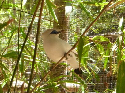 An endangered Bali Starling, Nusa Penisa, Indonesia