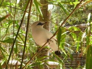 An endangered Bali Starling, Nusa Penisa, Indonesia